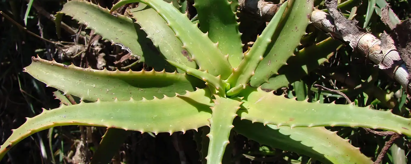 Aloe kedongensis2