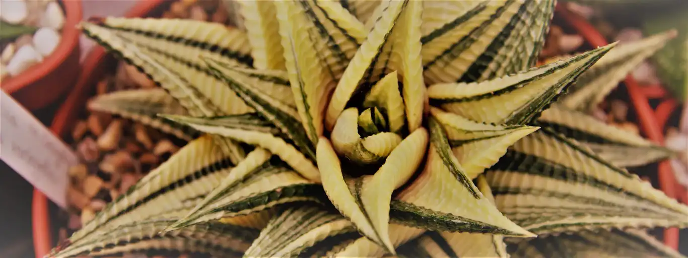 H.-limifolia-AR-by-Alan-Rollason-Medium