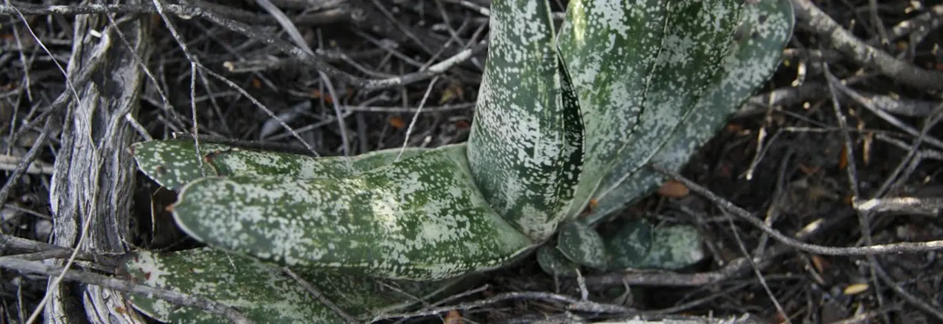 brachyphylla2