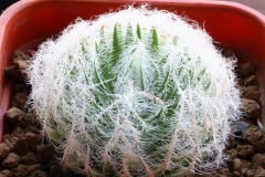 Haworthia arachnoidea v. aranea Ham1081 CCO553