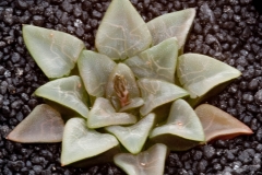 Haworthia bayeri 'Daruma'