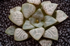 Haworthia bayeri ex Bob Wilson Scott