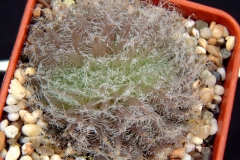 Haworthia bolusii (Cristate form) Very rare cristate Haworthia. Sadly lost 2 years ago! Ham