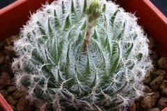 Haworthia bolusii (odetteae) Ham