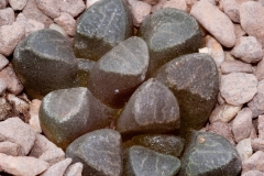 Haworthia bruynsii BH0537 East of Springblokvate