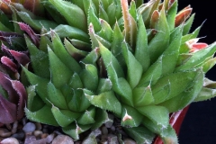 Haworthia chloracantha SPT25 ex Peter Bent Ham