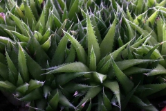 Haworthia chloracantha v.denticulifera Ham358