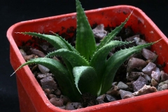 Haworthia chloracantha v.denticulifera ISI 1212 ex Whitestone in 1996 Ham