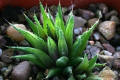 Haworthia chloracantha v.denticulifera [Mossel Bay]