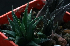 Haworthia chloracantha v.subglauca SPT343 Ham