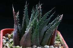 Haworthia chlorocantha v.subglauca [Mossel Bay] ex Cok Ham