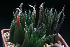 Haworthia chlorocantha v.subglauca SPT362 Ham