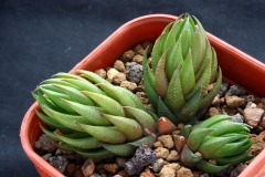 Haworthia coarctata fa. greenii Ham3012