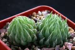 Haworthia cooperi (tenera) Ham3016