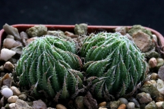 Haworthia cooperi (tenera) Ham658