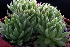 Haworthia cooperi v. picturata SS1016 Ham