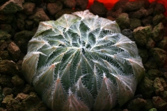 Haworthia cooperi v.gordoniana Ham1048 [Zuurbron]