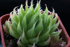 Haworthia cooperi v.gracilis [Krom River] Ham