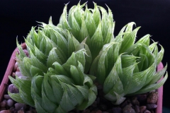 Haworthia cooperi v.gracilis SS1027 Ham