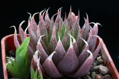 Haworthia cooperi v.gracilis VA3436 Ham