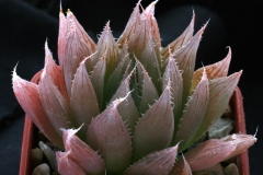 Haworthia cooperi v.leightonii VA3463 Ham