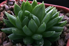 Haworthia cooperi v.picturata ISI 97-76 [Andrieskraal] Ham