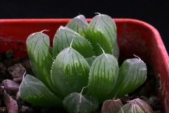 Haworthia cooperi v.pilifera ISI 89-57 Ham