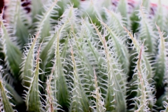 Haworthia cooperi v.tenera (cummingii) Ham