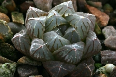 Haworthia cooperi v.truncata [Bolo Reserve] PE0177 Ham