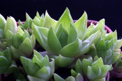 Haworthia cymbifiormis [Howienspoort] Ham2305 ex T.Giuseppe in 1999