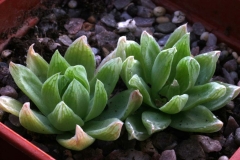 Haworthia cymbiformis DMC6151 [LushingtonKowie Confl.] Ham