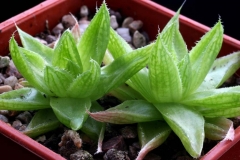 Haworthia cymbiformis DMC9904 [Gonube River mouth] Ham