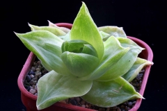 Haworthia cymbiformis DT1814 Ham