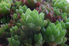 Haworthia cymbiformis Ham11493 ex Hong Kong in 1997