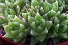 Haworthia cymbiformis Ham1295 acquired in 1997; the most common one!