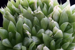 Haworthia cymbiformis Ham1946 ex Geoff Bailey in 1998