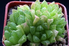 Haworthia cymbiformis Ham2166