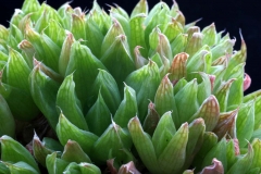 Haworthia cymbiformis Ham2307 ex T.Giuseppe ex Madonna in1999