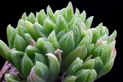 Haworthia cymbiformis Ham2312