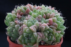 Haworthia cymbiformis Ham2677 ex Peter Bent in 2000