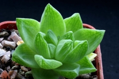 Haworthia cymbiformis IB109[Kowie River] Ham