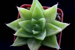 Haworthia cymbiformis JVD9289 [Kleinmond] Ham