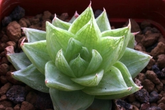 Haworthia cymbiformis [KapFish River confluence] DMC6543 May05 Ham