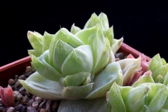 Haworthia cymbiformis [Kapp Fish] Ham2306 ex T.Giuseppe ex Parlato in 1999