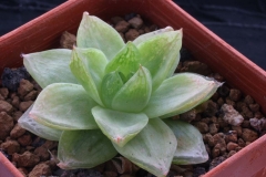 Haworthia cymbiformis RS610 Acquired in 1996 Ham