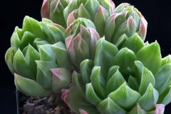 Haworthia cymbiformis SPT0029 ex Peter Bent