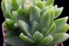 Haworthia cymbiformis SPT036 ex Peter Bent Ham