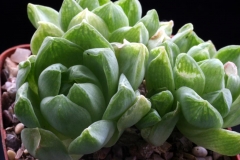 Haworthia cymbiformis SPT0925(=JRB302) ex Peter Bent Ham