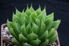 Haworthia cymbiformis SPT103(=JRB980) ex Peter Bent in 2003 Ham