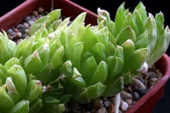 Haworthia cymbiformis SPT230(JRB544A) JRB=J.R.Brown Ham